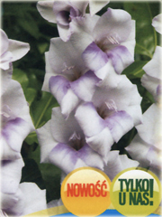 Mieczyk wielkokwiatowy 99.255-01, Gladiolus hybridus