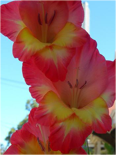 Mieczyk wielkokwiatowy 03.049-01, Gladiolus hybridus