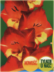 Mieczyk wielkokwiatowy 99.018, gladiola, gladiolus