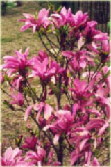 Magnolia Betty Magnolia liliflora Betty