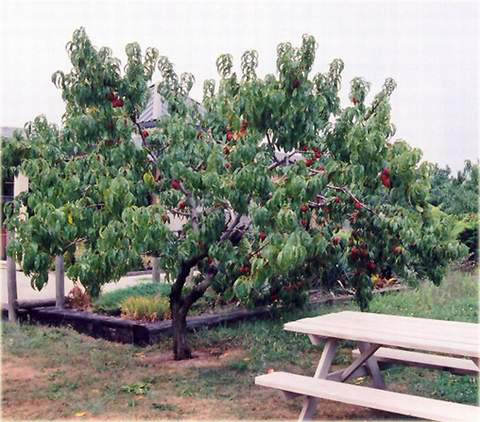 Nektaryna Hardired Prunus persica nucipersica Hardired