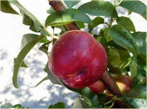 Nektaryna Hardired Prunus persica nucipersica Hardired