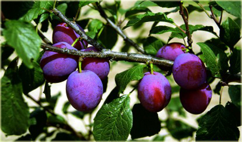 Śliwa domowa Cacanska Rana Prunus domestica Cacanska Rana
