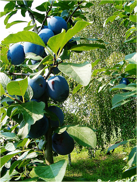 Śliwa domowa Węgierka Dąbrowicka Prunus domestica Węgierka Dąbrowicka
