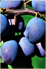 Śliwa domowa Węgierka Dąbrowicka Prunus domestica Węgierka Dąbrowicka