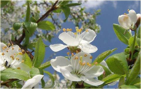 Wiśnia Umbraculifera Prunus cerasus Umbraculifera