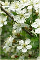 Wiśnia Umbraculifera Prunus cerasus Umbraculifera
