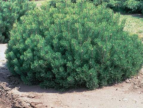 Kosodrzewina mughus Pinus mugo mughus
