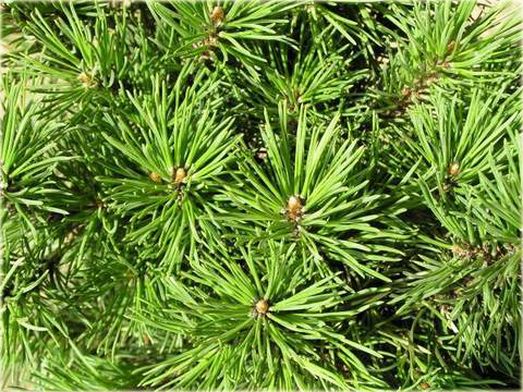 Kosodrzewina pumilio Pinus mugo pumilio