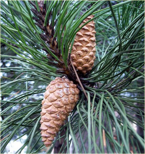 Sosna czarna austriacka Pinus nigra austriaca