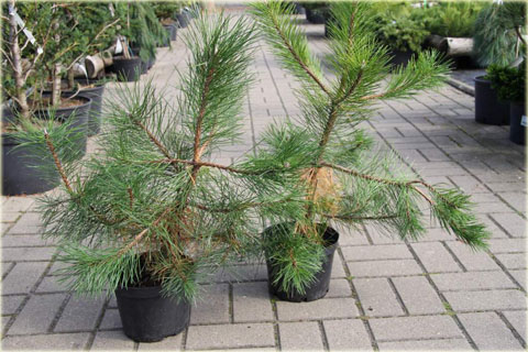 Sosna czarna austriacka Pinus nigra austriaca