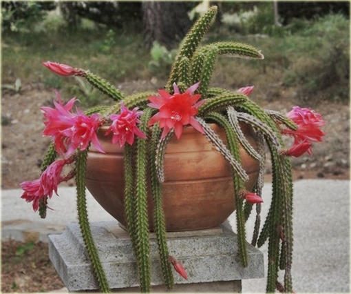 Kaktus Wężowy Aporocactus Mallisonii