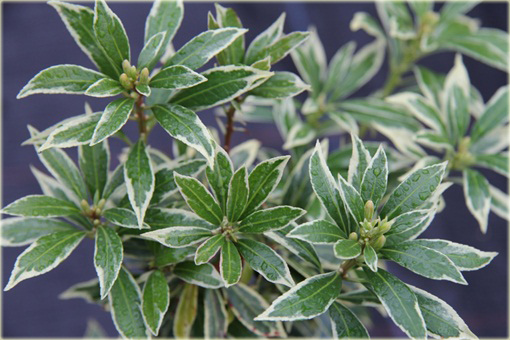 Pieris japoński Variegata Pieris japonica variegata