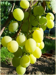 Winorośl, winogrono Kesza