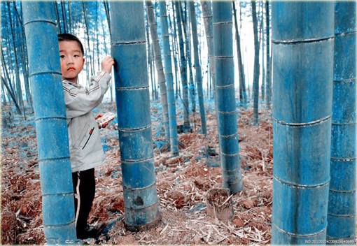 Bambus niebieski