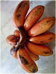 Banan mini czerwony