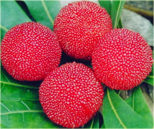 Bayberry Chińska truskawka, waxberry, Woskownica czerwona Morella rubra