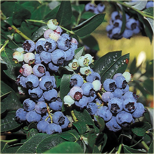 Borówka Blueberry doniczkowa