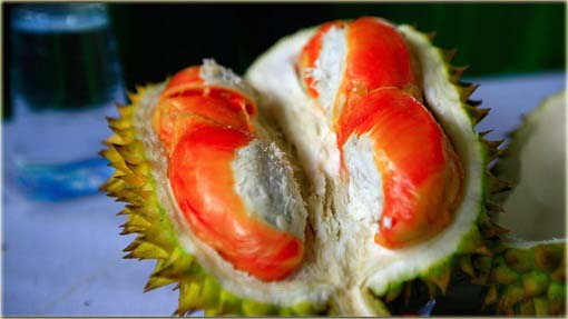 Durian właściwy, zybuczkowiec