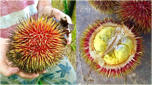 Durian właściwy, zybuczkowiec