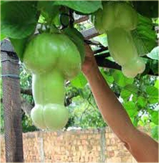 że warzywa wyglądają jak penis penis człowieka