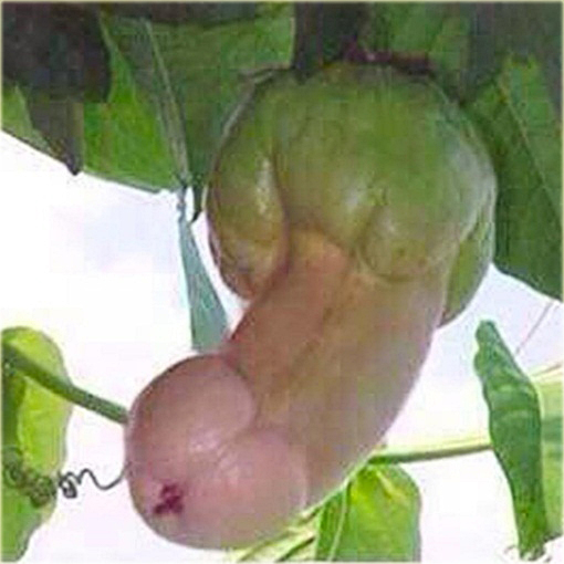 że warzywa wyglądają jak penis preparaty do nierozsądnej erekcji