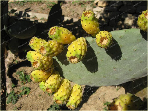 Opuncja figowa kaktus ogrodowy, figa indyjska