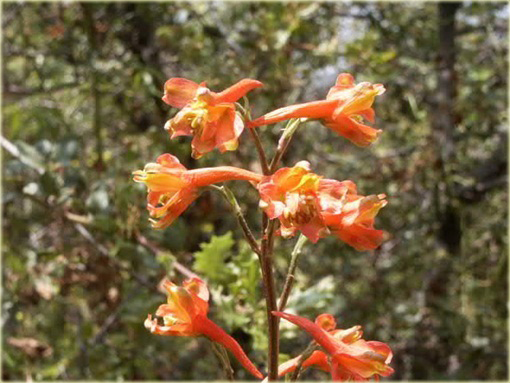 Ostróżka Królewska POMARAŃCZOWA rzadka odmiana Delphinium consolida orange