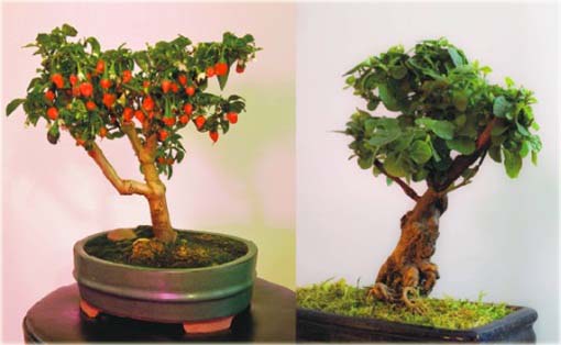 Papryka ostra bonsai