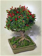 Papryka ostra bonsai
