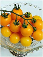 Pomidor doniczkowy mini żółty