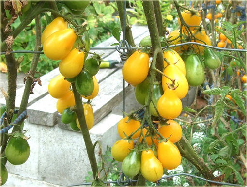Pomidor żółty gruszkowy