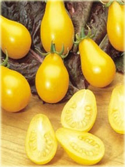 Pomidor żółty gruszkowy