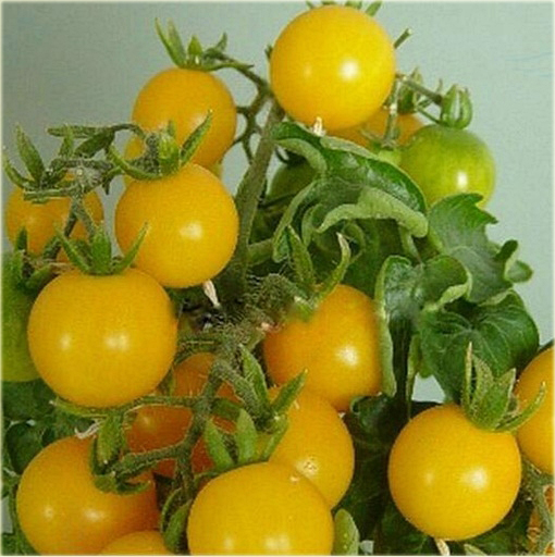 Pomidor żółty koktajlowy