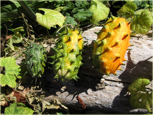 Melon Rogaty, Melano, Kiwano Cucumis metulifer