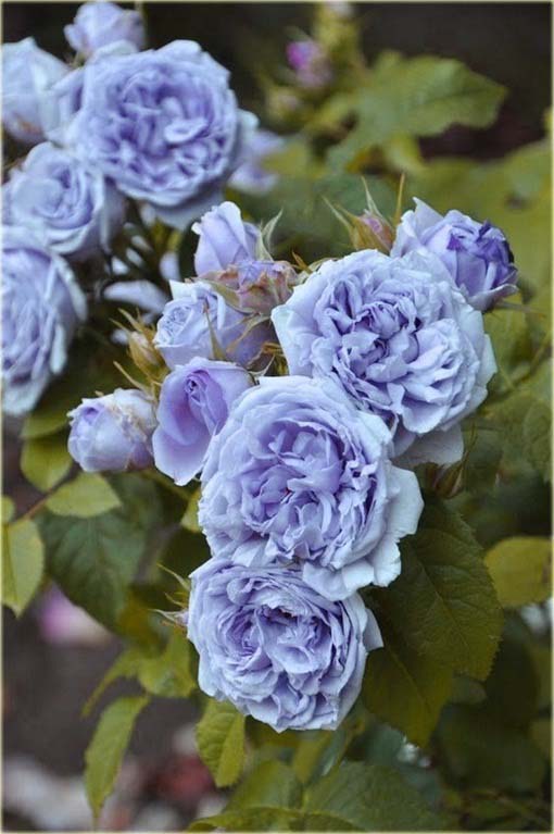 Róża angielska błękitna