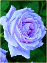 Róża angielska błękitna
