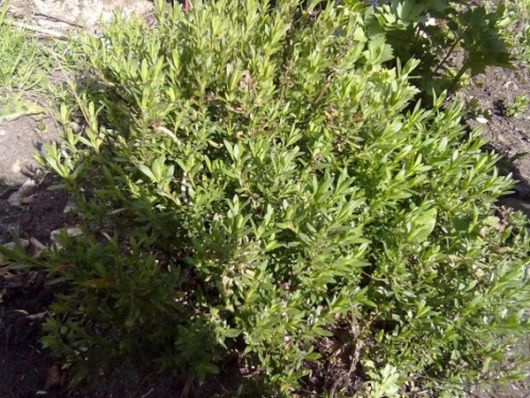 nasiona Estragon Artemisia
