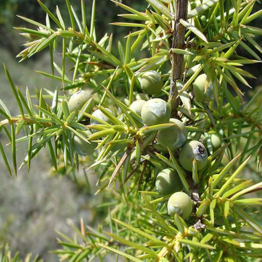 Sosna czarna Pinus,  Pinus nigra