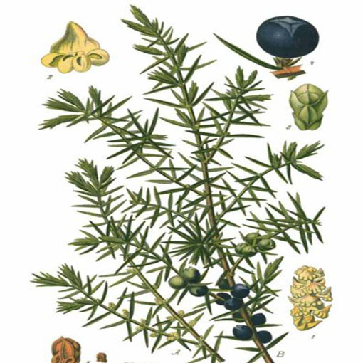 Sosna czarna Pinus,  Pinus nigra