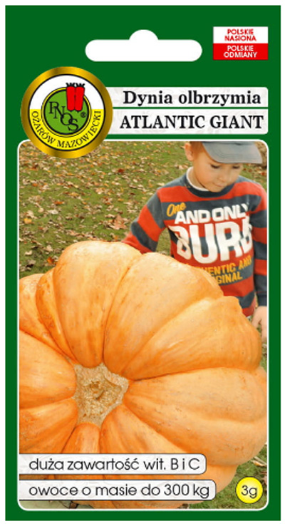 Dynia olbrzymia Atlantic Giant o bardzo dużych owocach (od 30 do 300kg). 