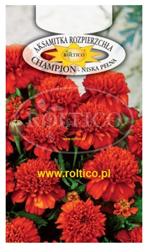 Aksamitka rozpierzchła Champion czerwona to roślina o pokroju kulistym, kwiaty pełne.