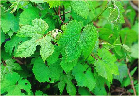 Winorośl amurska Vitis amurensis