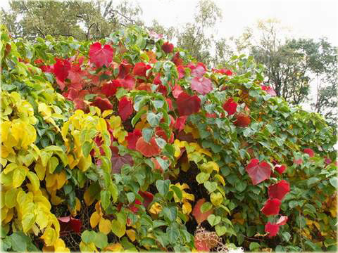 Winorośl amurska Vitis amurensis