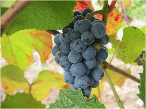 Winorośl amurska Vitis amurensis