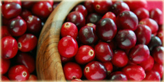 borówka brusznica Vaccinium vitis-idaea, borówka czerwona
