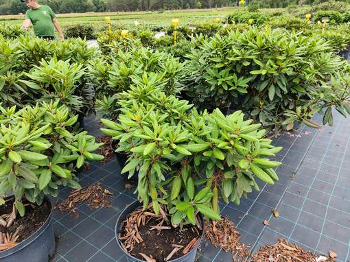 Rododendrony duże w 35 litrowych pojemnikach, rhododendron