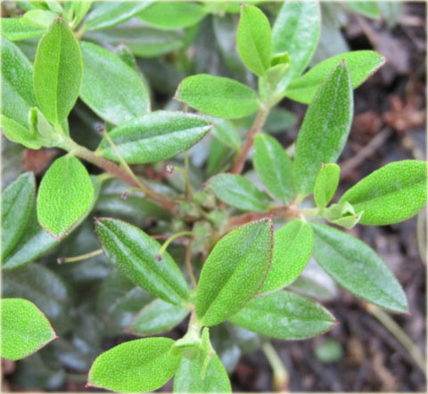Rododendron miniaturowy Gristede - Rhododendron Gristede