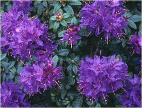 Rododendron miniaturowy Gristede - Rhododendron Gristede