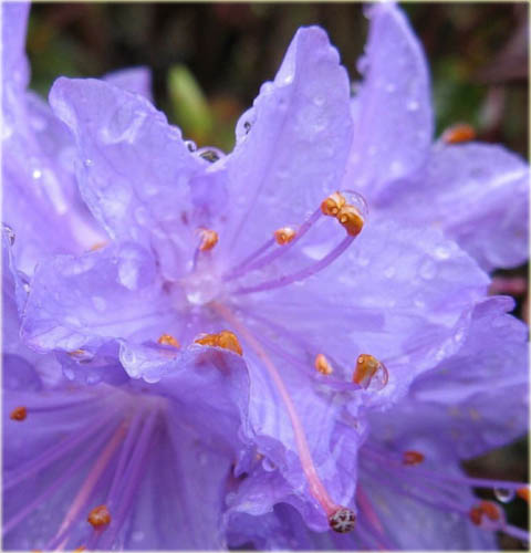 Rododendron miniaturowy Gristede - Rhododendron Gristede